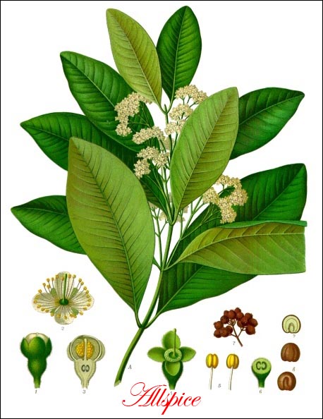 Allspice picture