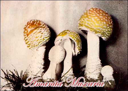 Amanita Muscaria picture