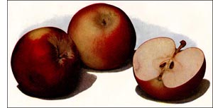 Apple fruit