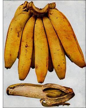 Banana fruit