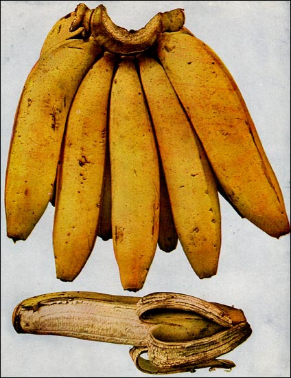 Banana picture