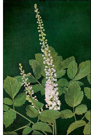 Black Cohosh flower