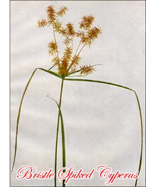 Bristle Spiked Cyperus