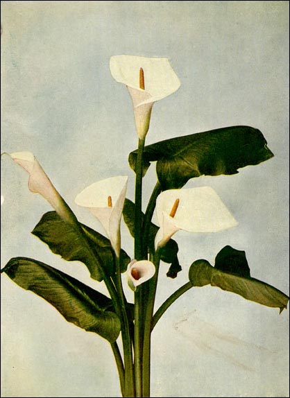 Calla Lily picture