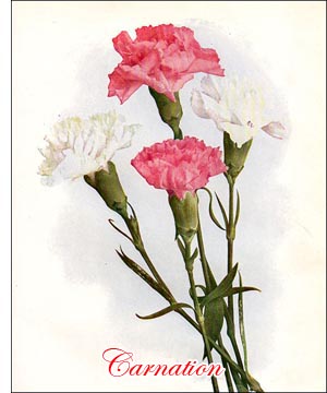 Carnation flower