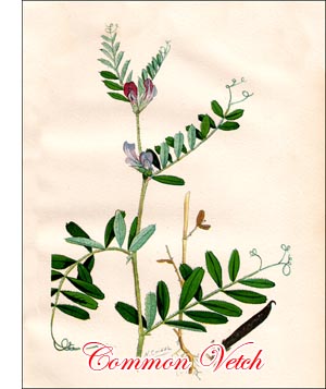 Common Vetch