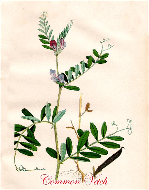 Common Vetch picture