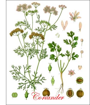 Coriander spice