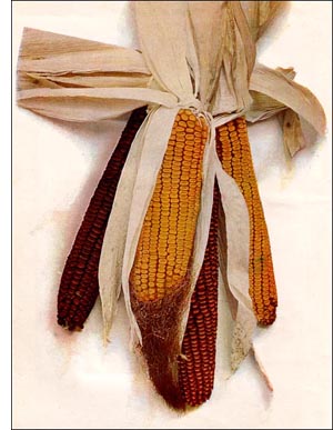 Corn seed