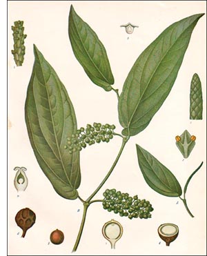 Cubeb plant