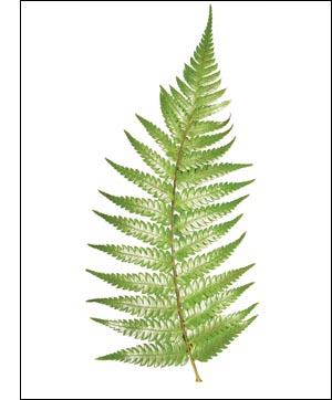 Ferns