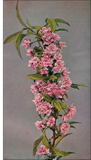 Flowering Almond flower