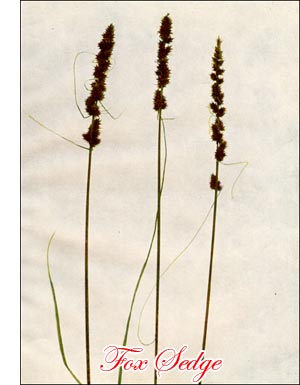 Fox Sedge