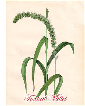 Foxtail Millet