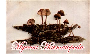 Genus Mycena