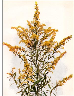 Golden Rod flower