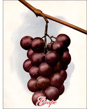 Grape fruit