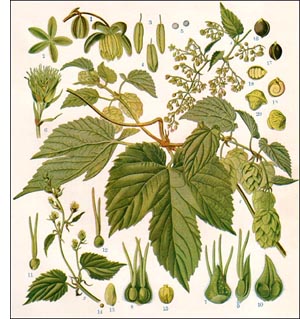 Hops plant