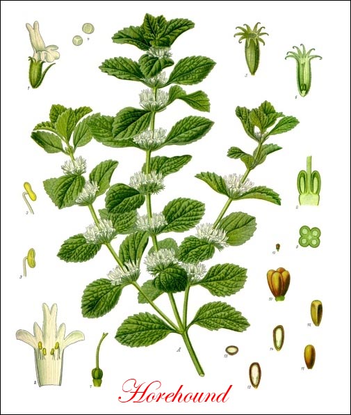 Horehound picture