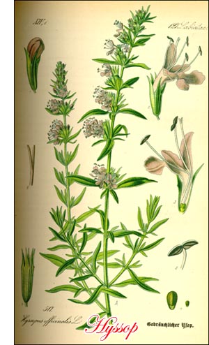 Hyssop herb