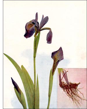 Iris flower