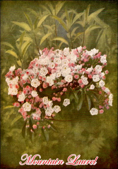 Mountain Laurel Tree picture