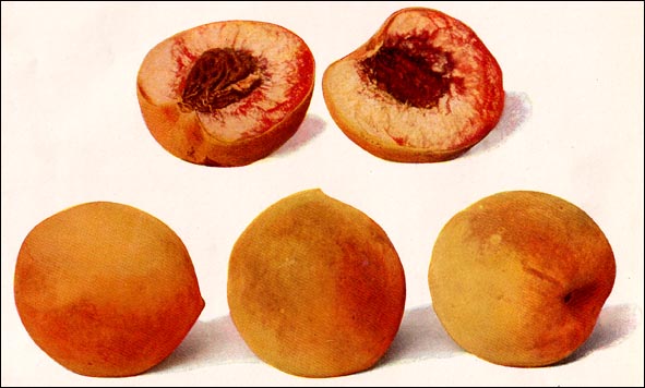 Peach picture