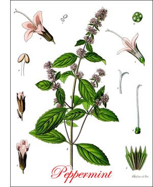 Peppermint herb