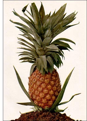 Pineapple fruit