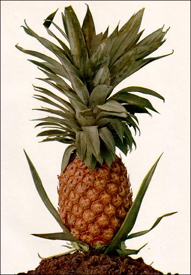 Pineapple picture