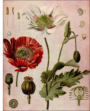 Poppy plant