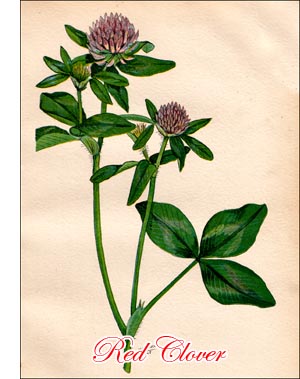 Red Clover