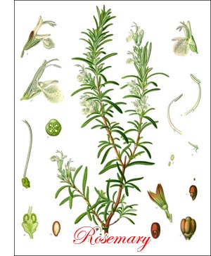 Rosemary herb