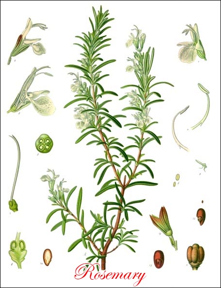 Rosemary picture