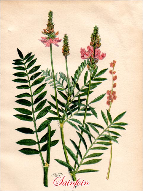 Sainfoin picture