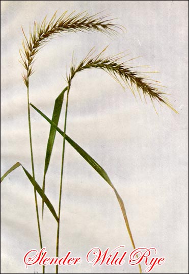 Slender Wild Rye picture