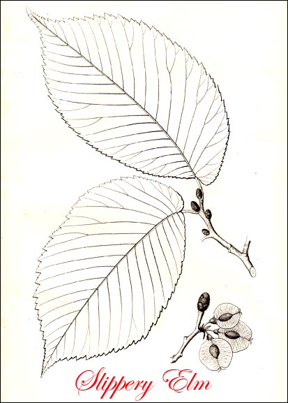 Slippery Elm Tree picture