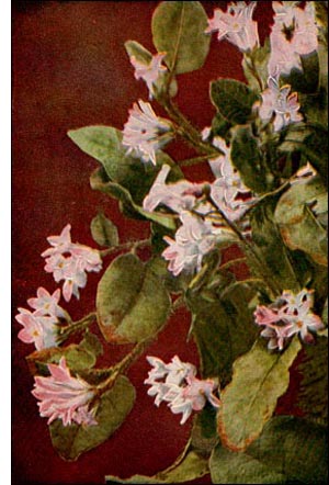 Trailing Arbutus flower