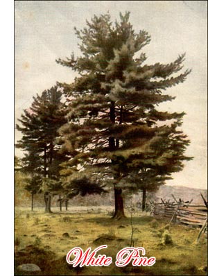 White Pine Tree