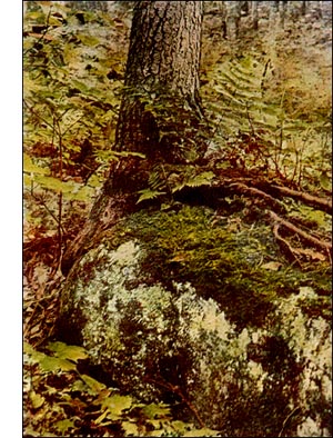 Wrinkled Parmelia Lichen